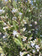 Styphelia mutica