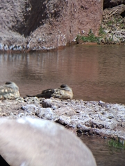 Lophonetta specularioides