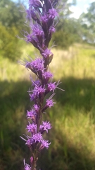 Liatris tenuifolia