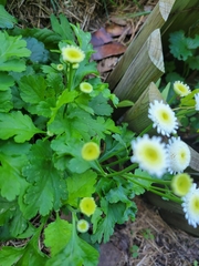 Tanacetum parthenium