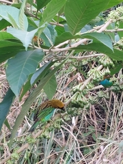 Tangara cyanoventris