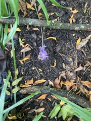 Physostegia virginiana