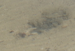 Cyprinodon riverendi