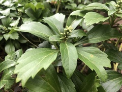 Pachysandra terminalis