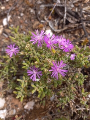 Drosanthemum hispidum