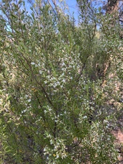Styphelia mutica
