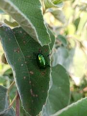 Calomacraspis splendens