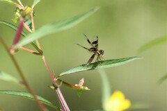 Perithemis tenera