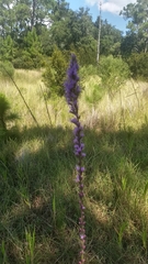 Liatris tenuifolia