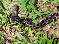 Sistrurus miliarius barbouri