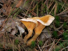 Hygrophoropsis aurantiaca