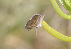 Brephidium pseudofea