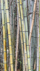 Bambusa vulgaris