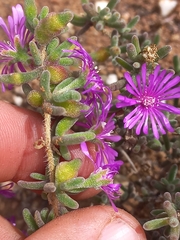 Drosanthemum hispidum