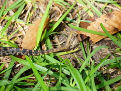 Sistrurus miliarius barbouri