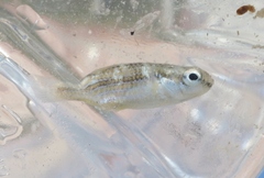 Cubanichthys cubensis