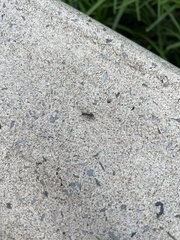 Formicinae