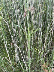 Equisetum hyemale