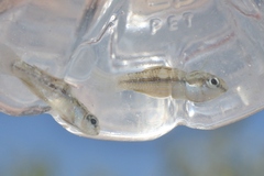 Cubanichthys cubensis