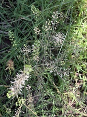 Lepidium densiflorum