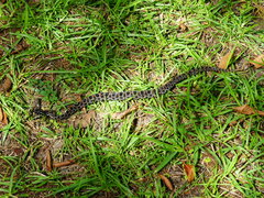 Sistrurus miliarius barbouri