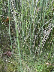 Equisetum hyemale