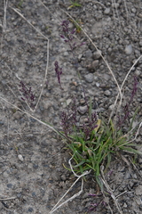 Poa alpina
