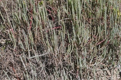 Salicornia perennis