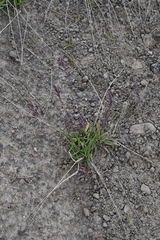 Poa alpina
