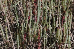 Salicornia perennis