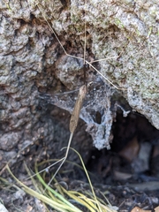 Brachypremna dispellens