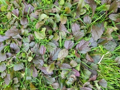 Ajuga reptans