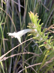 Chloanthes stoechadis