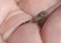 Cubanichthys cubensis