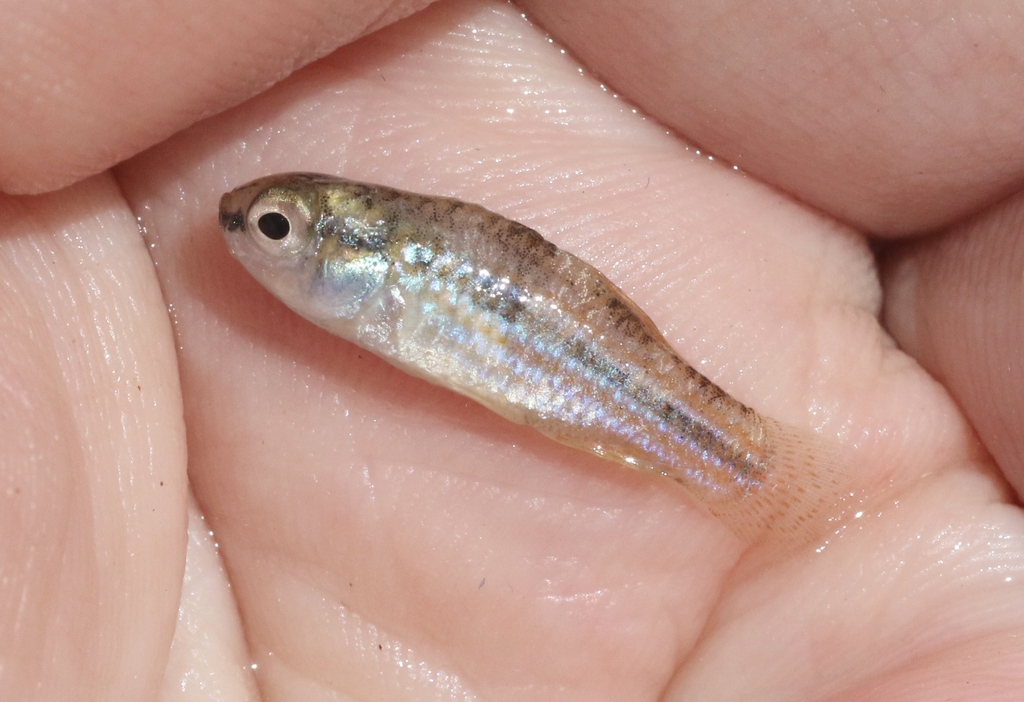 Cuban Killifish (Cubanichthys cubensis) — Cyprinodontidae