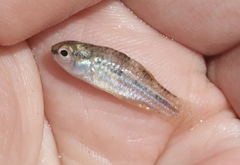 Cubanichthys cubensis