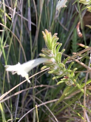 Chloanthes stoechadis