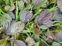 Ajuga reptans