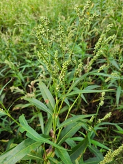 Persicaria glabra
