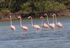 Phoenicopterus ruber