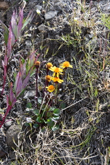 Packera heterophylla