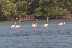 Phoenicopterus ruber