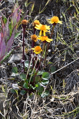 Packera heterophylla