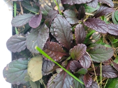 Ajuga reptans