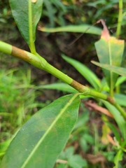 Persicaria glabra