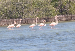 Phoenicopterus ruber