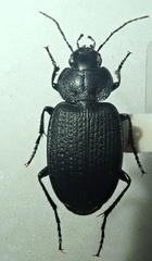 Licinus punctatulus granulatus
