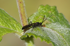 Vulgichneumon