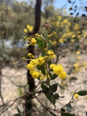 Acacia buxifolia