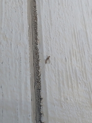 Callibaetis pictus